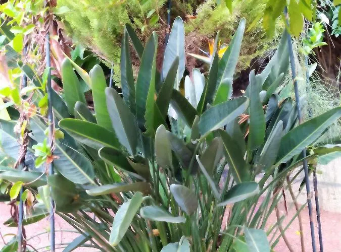 Rural Senderos De Abona 3*